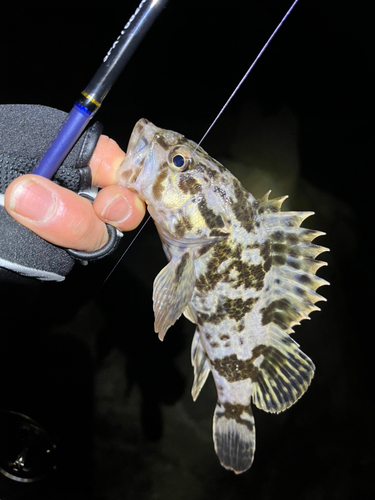 タケノコメバルの釣果