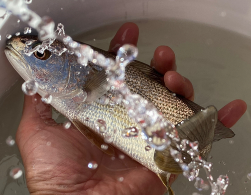 シログチの釣果