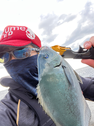 オナガグレの釣果