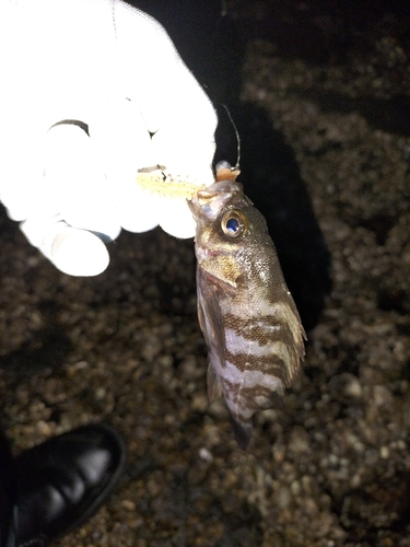 シロメバルの釣果