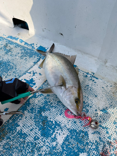 ネイリの釣果