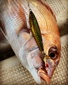 タイの釣果