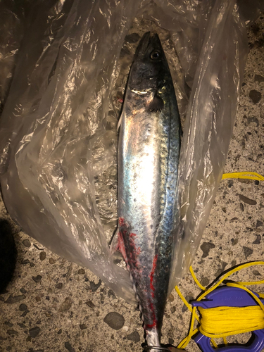 サゴシの釣果