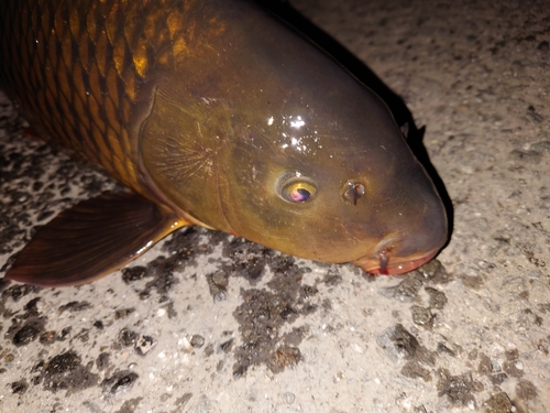 コイの釣果