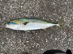 ブリの釣果