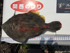 カワハギの釣果