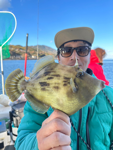 カワハギの釣果