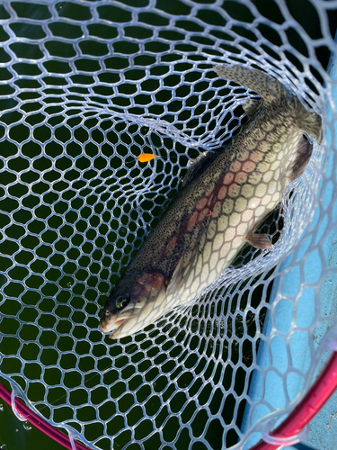 トラウトの釣果