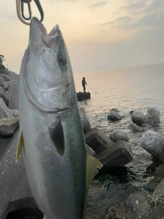 ハマチの釣果