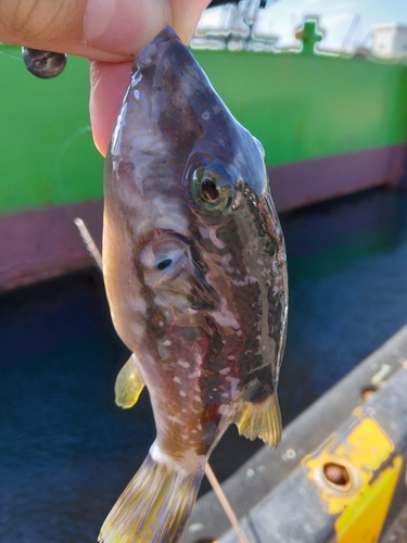 イワナの釣果