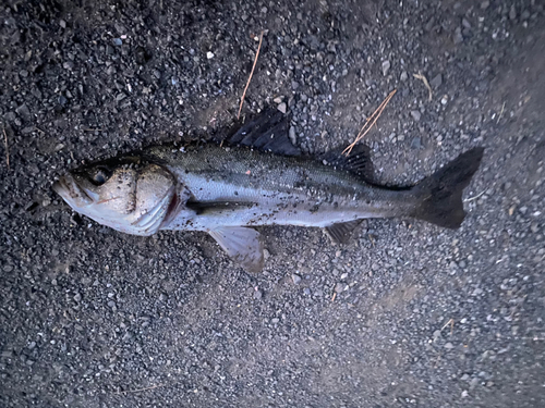 スズキの釣果