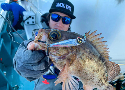 クロメバルの釣果