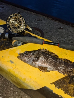 タケノコメバルの釣果