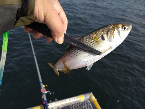 コノシロの釣果