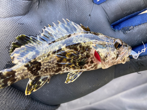 タケノコメバルの釣果