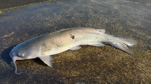 アメリカナマズの釣果