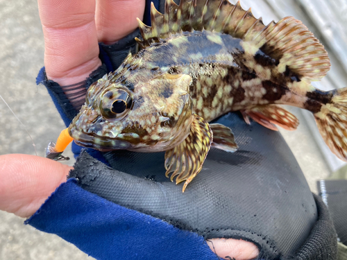 カサゴの釣果