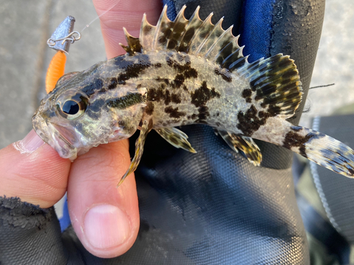 タケノコメバルの釣果