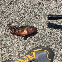 アラカブの釣果