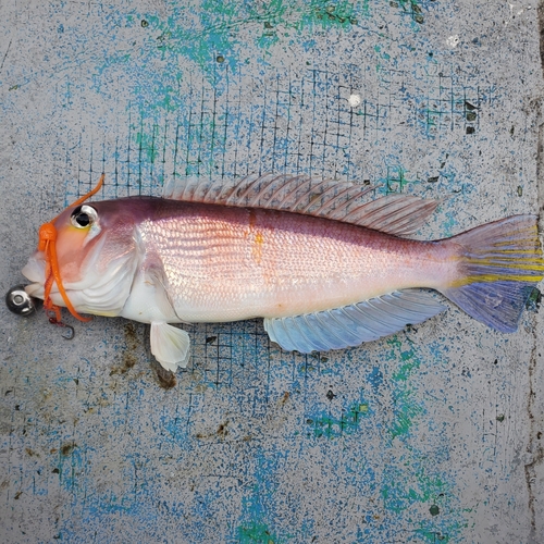 アマダイの釣果