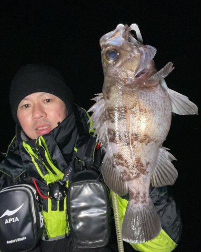 メバルの釣果