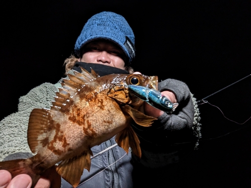 シロメバルの釣果