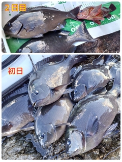 オナガグレの釣果