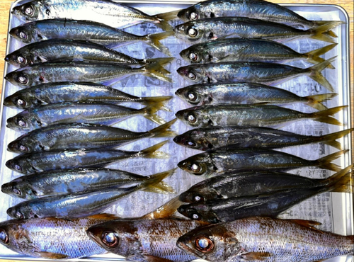 アジの釣果