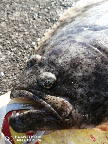 ヒラメの釣果