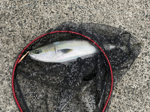 ハマチの釣果