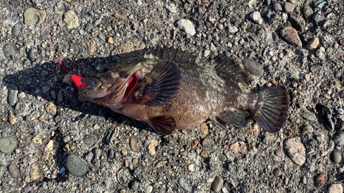 クロソイの釣果