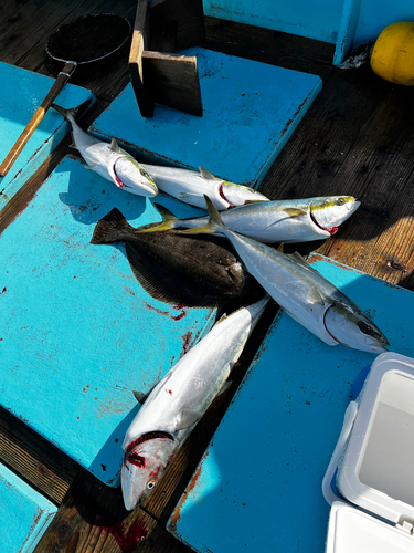 ワラサの釣果