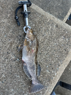 アイナメの釣果