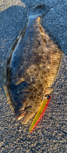 ヒラメの釣果