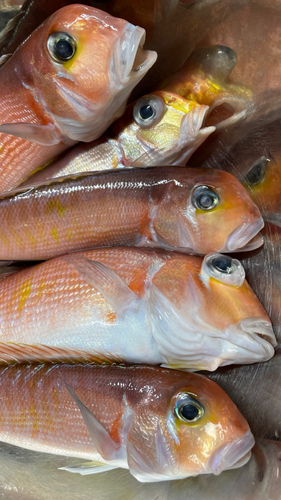 アマダイの釣果