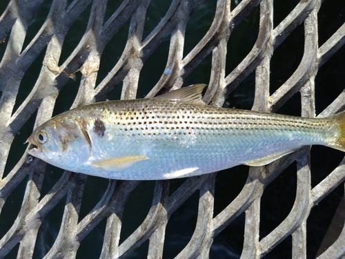 コノシロの釣果