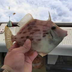 カワハギの釣果