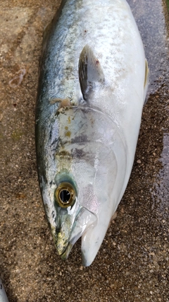 ハマチの釣果