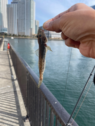 マハゼの釣果