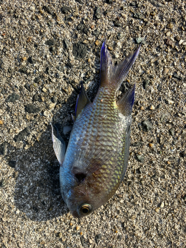 スズメダイの釣果