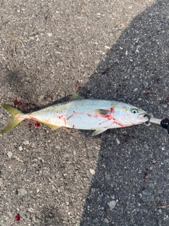 ハマチの釣果