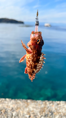 カサゴの釣果