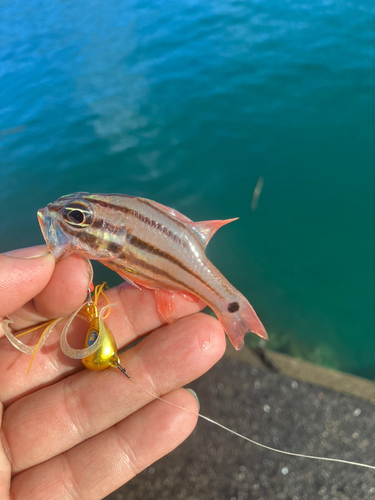 オオスジイシモチの釣果