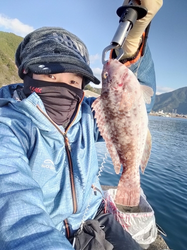 コブダイの釣果