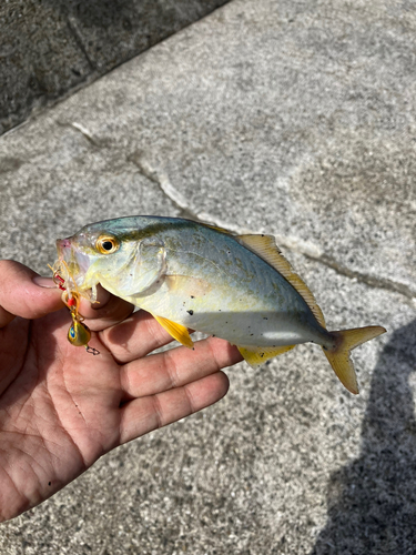 カンパチの釣果