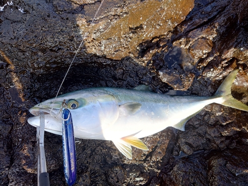 メジロの釣果