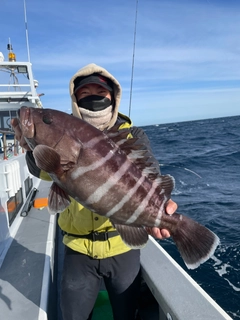 マハタの釣果