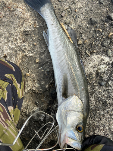 スズキの釣果