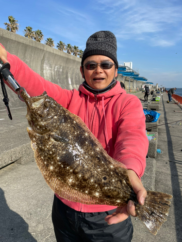 ヒラメの釣果