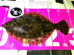 マコガレイの釣果